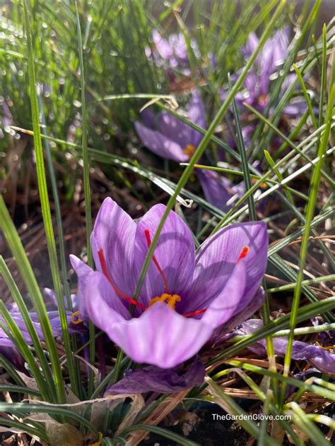 How To Grow Saffron At Home • The Garden Glove