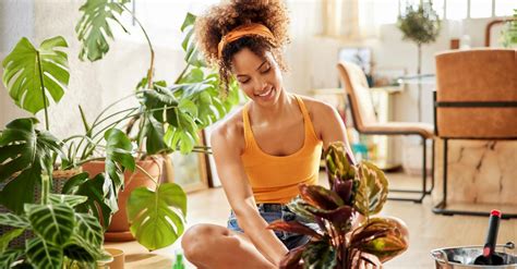 Zo Hou Je Je Kamerplanten In Leven Slimme Tips Waar Je Planten Blij