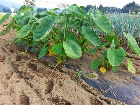 南清庵 里芋の育て方 （土垂） 植え付け、追肥 土寄せ、収穫