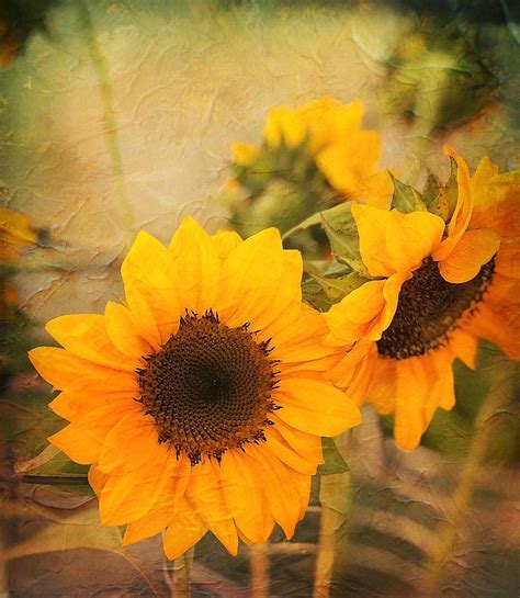 Vintage Sunflower Photograph by Carl Bailey - Pixels