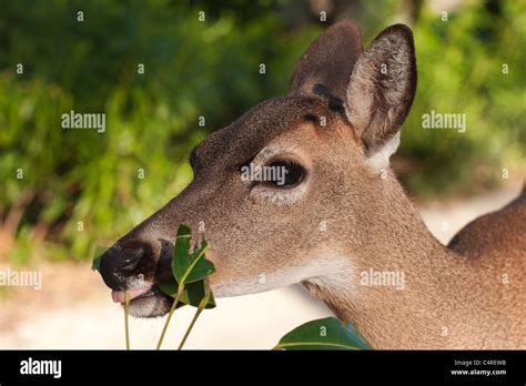 Key Deer Florida Animal US USA endangered Key Stock Photo - Alamy