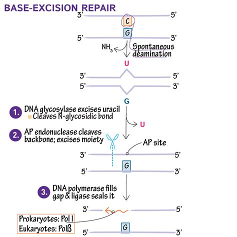 Cell Biology Glossary Excision Repair Ditki Medical And Biological