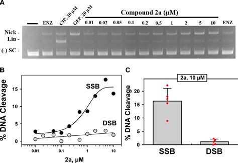 Novel Bacterial Topoisomerase Inhibitors Unique Targeting Activities