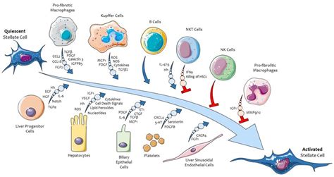 The Process Of Activation Trans Differentiation Of Hepatic Stellate