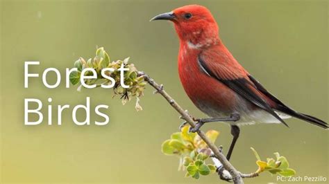 Explore The Intriguing Realm Of Hawaiian Bird Species Conservation And Beyond - [Updated ...