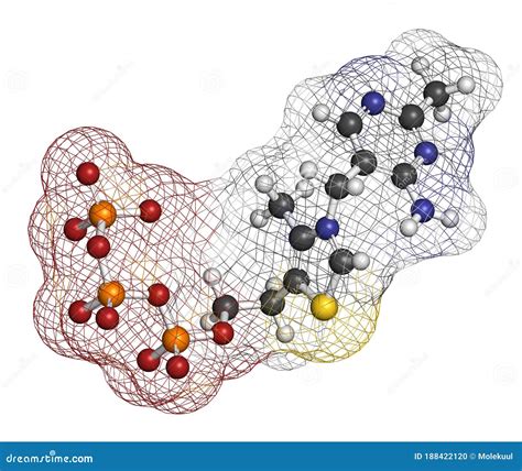 thiamine triphosphate molecule  rendering stock illustration