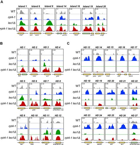 The Proteasome And Leo Regulate Facultative Heterochromatin Formation