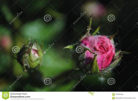 As Rosas Cor De Rosa Bonitas Florescem No Jardim Duas Rosas Em Um