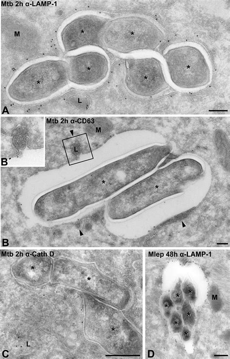 Mycobacterium Leprae Cell Structure