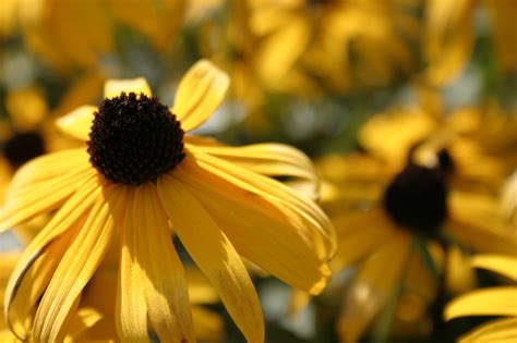 Black Eyed Susan Flower Yellow - Free photo on Pixabay - Pixabay