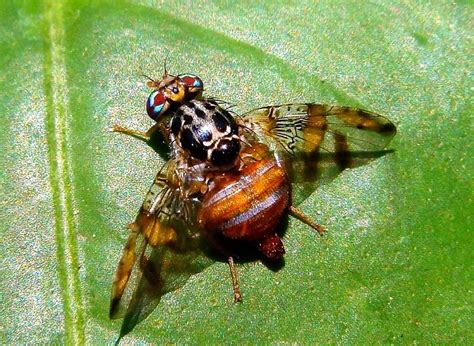 Mosca De La Fruta Ceratitis Capitata Insectos En Mi Huerto