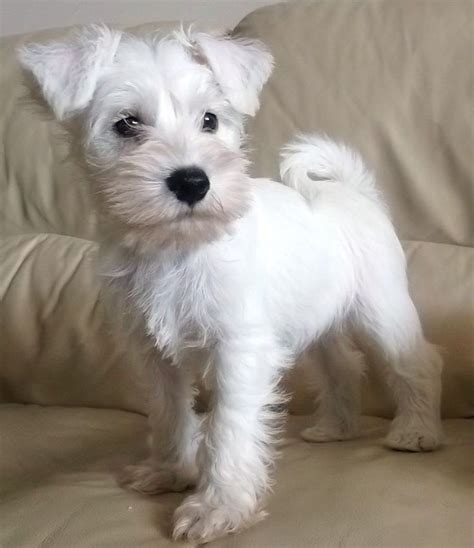 White Schnauzer Puppies