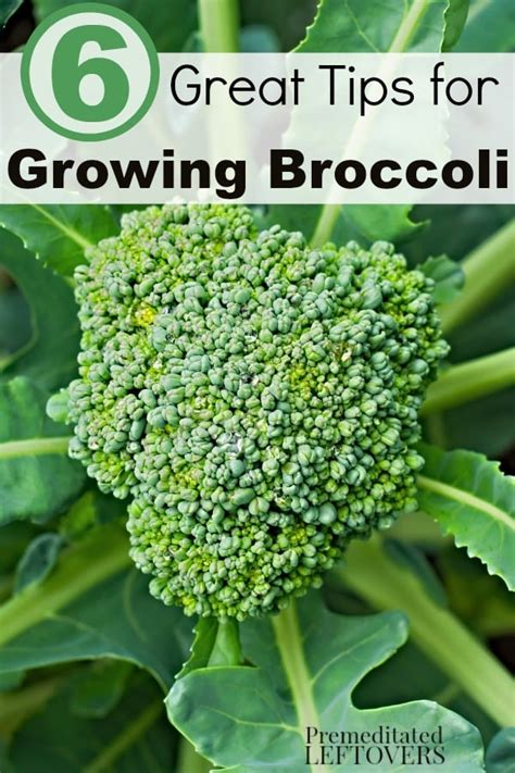 6 Great Tips for Growing Broccoli