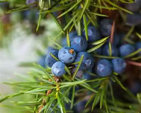 Juniper Berry Oil: Know Benefits and Uses | AOS Products