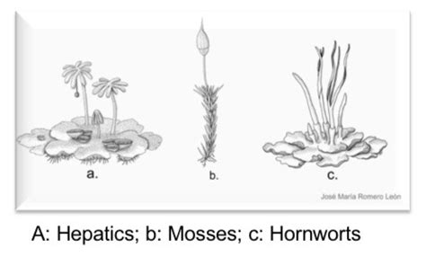 Botany Bryophytes And Ferns Flashcards Quizlet