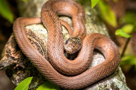 A Small Dekay S Brownsnake Storeria Dekay Stock Image Image Of