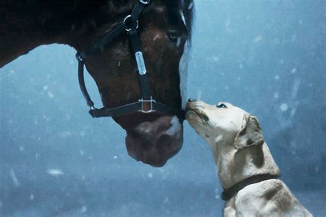 Clydesdale Horse and Yellow Lab Star in Budweiser 2024 Super Bowl Ad