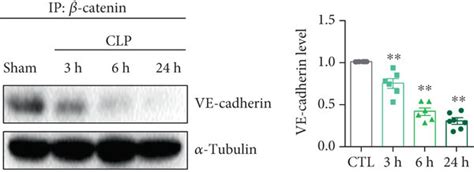 The dissociation of VE cadherin β catenin complex and the activation of