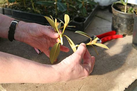 Rhododendron - Propagation - Burncoose Nurseries