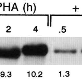 Nf B Gene Expression And Promoter Analysis In Cem Cells After Pma