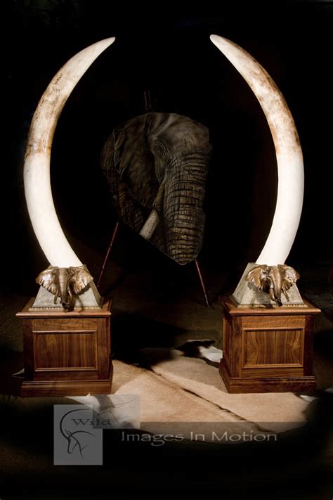 elephant-tusks-with-custom-bronze-and-walnut-bases | Wild Images In Motion