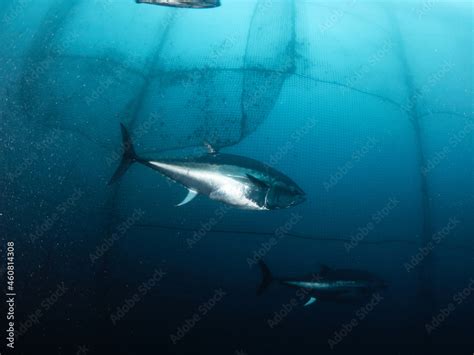 The bluefin tuna, common tuna or Atlantic bluefin tuna, is a species of ...