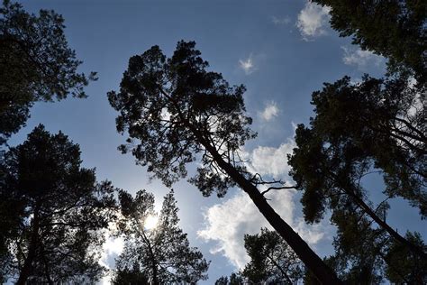 HD wallpaper tree wood nature landscape sky schönwetter fürth