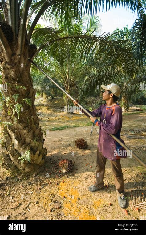 Harvesting Oil Palm Hi Res Stock Photography And Images Alamy