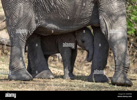 African Bush Elephant Calf Loxodonta Africana Stands Under Mother In