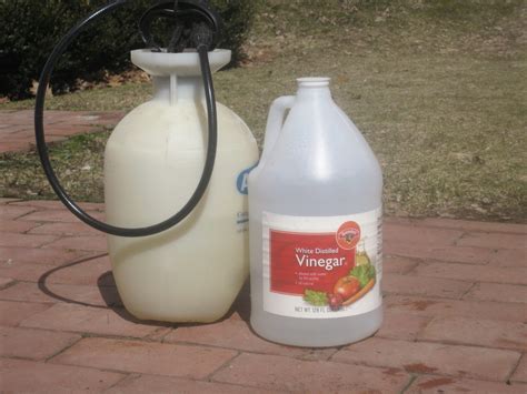 Kill Your Weeds With Store Brought Vinegar – Eco Snippets