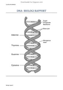 Dna Biologi Opgaver