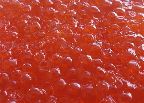 King Salmon Caviar Ikura Salmon Roe Lummi Island Wild