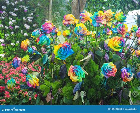 Close-up of Rainbow Rose are Blooming in the Garden Stock Image - Image ...