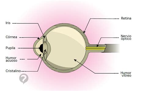 Nervio óptico Definición Ccm Salud