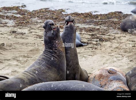 Male Elephant Seals Fighting On A Beach In San Simeon California Usa