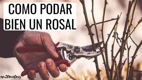 C Mo Podar Bien Un Rosal M S Crecimiento Y M S Flores En Metros