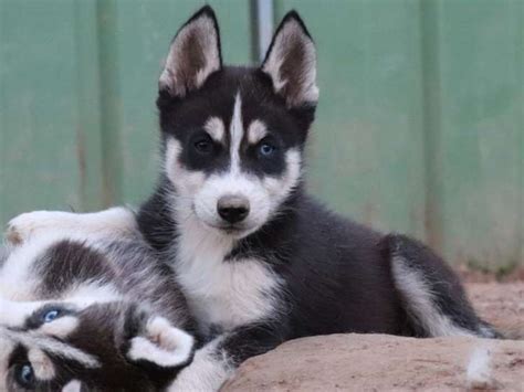 Vendre Chiots Huskies De Sib Rie M Les Lof Petite Annonce Chien