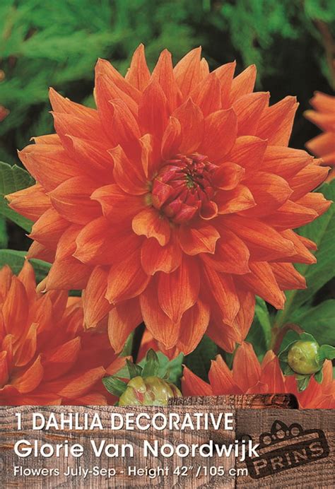 Dahlia Decorative Glorie Van Noordwijk Wpc Prins Quality Bulb Tuber