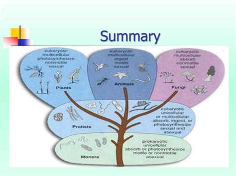 Ppt The Five Kingdoms Of Living Organisms Powerpoint Presentation