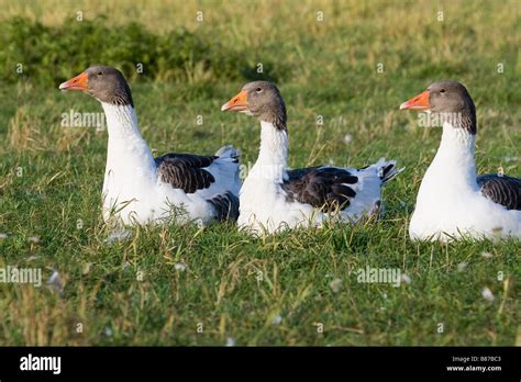 Three Pomeranian Geese On Meadow Stock Photo Alamy