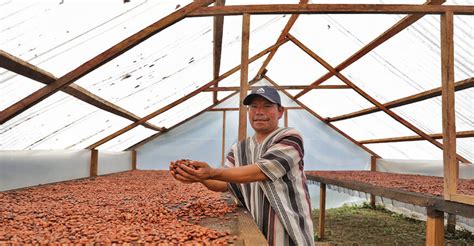 Junín Agricultores promovidos por Devida producen 1272 toneladas de cacao