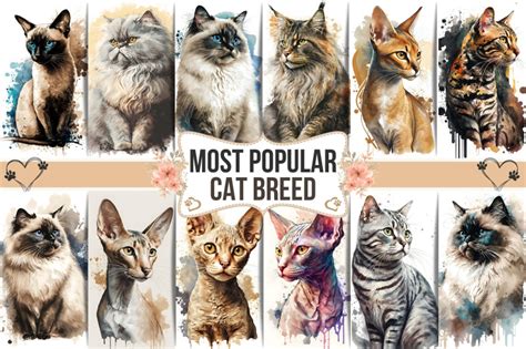 Most Popular Cat Breeds Watercolor Wall Art By Ayochic Thehungryjpeg