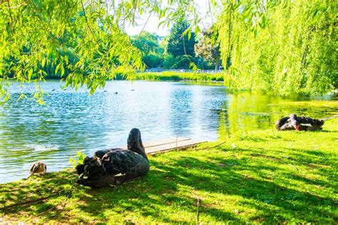 Bellos Cisnes Negros Nadando En El Parque En Londres Reino Unido