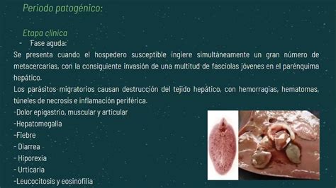 Fasciola Hepática En El Hígado