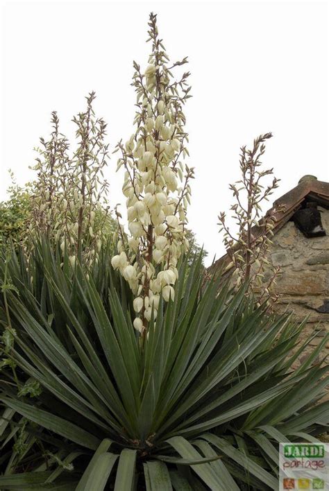 Yucca Gloriosa Un Rustique Pour L Ext Rieur Jardipartage