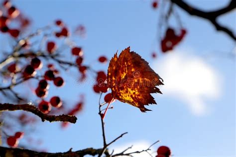 Autumn Fantasies Autumn Paintings With Bright Red Berries And Yellow