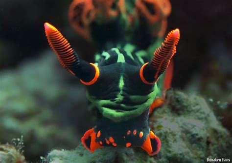 Nembrotha Alchetron The Free Social Encyclopedia Ocean Creatures