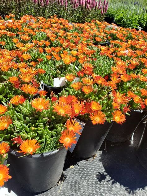 Orange Vibe Ocean Sunset Ice Plant The Greenhouse