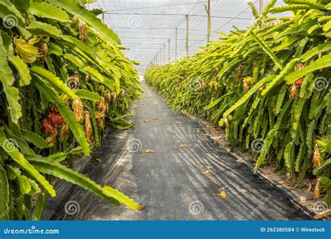 Natural View Of Dragon Fruit Stems Inside A Greenhouse Stock Photo