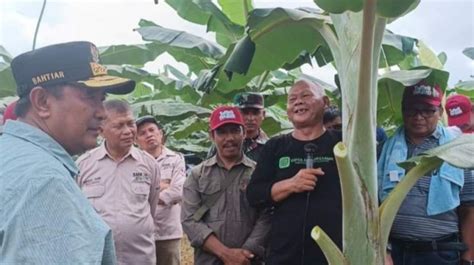 BRI Dukung Program Pengembangan Pisang Cavendish Di Sulawesi Barat